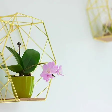 Gold Class Ams * Cluj-Napoca