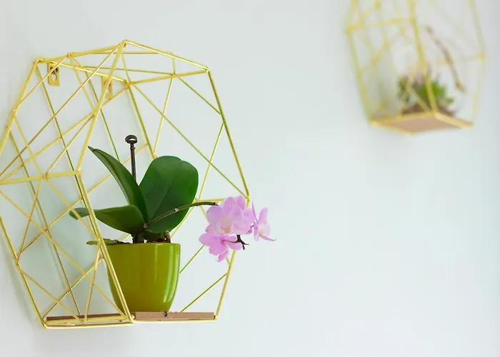 Gold Class Ams * 클루지나포카